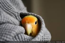 bird 3.jpg