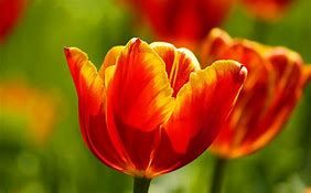 tulip7.jpg