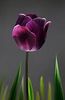 tulip10.jpg