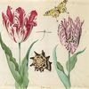 tulip11.jpg