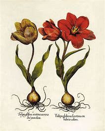 tulip17.jpg