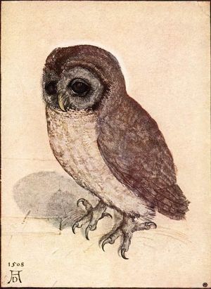little_owl Duhrer.jpg