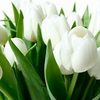 tulip6.jpg