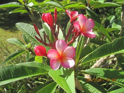 Franjipani from my garden