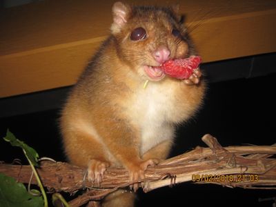 My resident Ringtail Possum with Raspberry I gave her