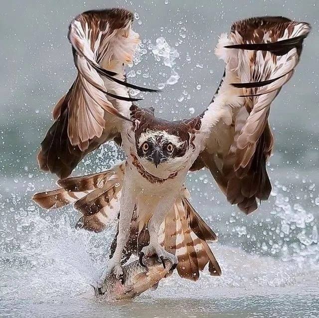 owlish.jpg