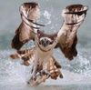 owlish.jpg