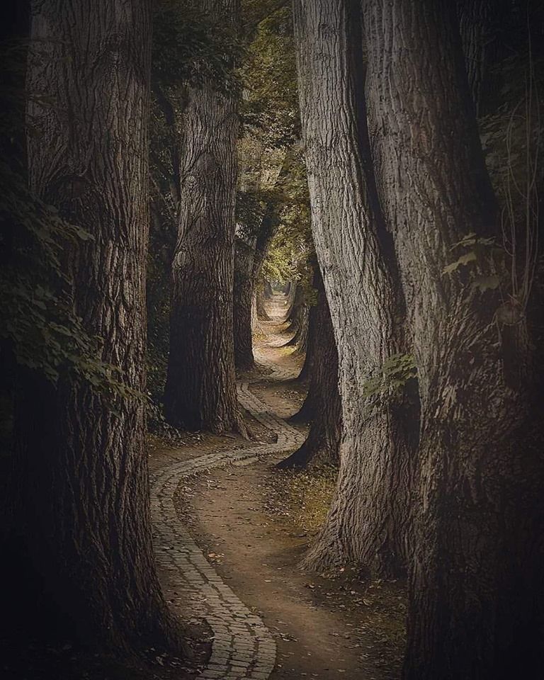 Pathway through the forest