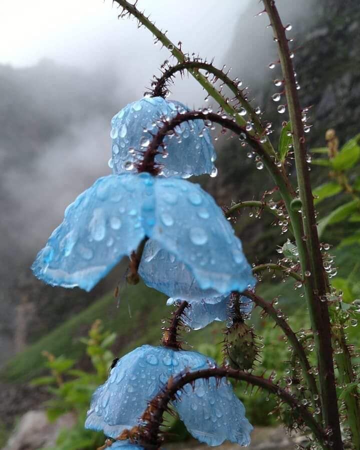 bluepoppy.jpg