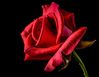 red-rose-320868__340.jpg