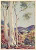 Namitjara Ghost Gum