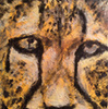 Puddy tat