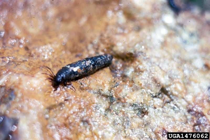 Caddis fly larvae