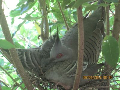 Topnotch Pigeon with babies