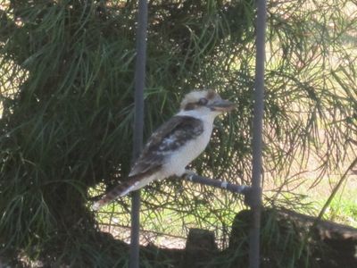 Another Kookaburra, same arch