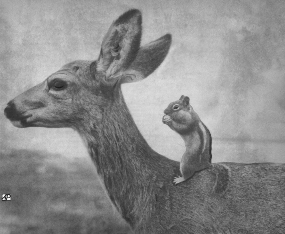 squirrel on the back of a fawn sep 14 1963 cascade mountains Washington State.jpg
