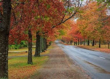 Autumn in Melbourne is beautiful