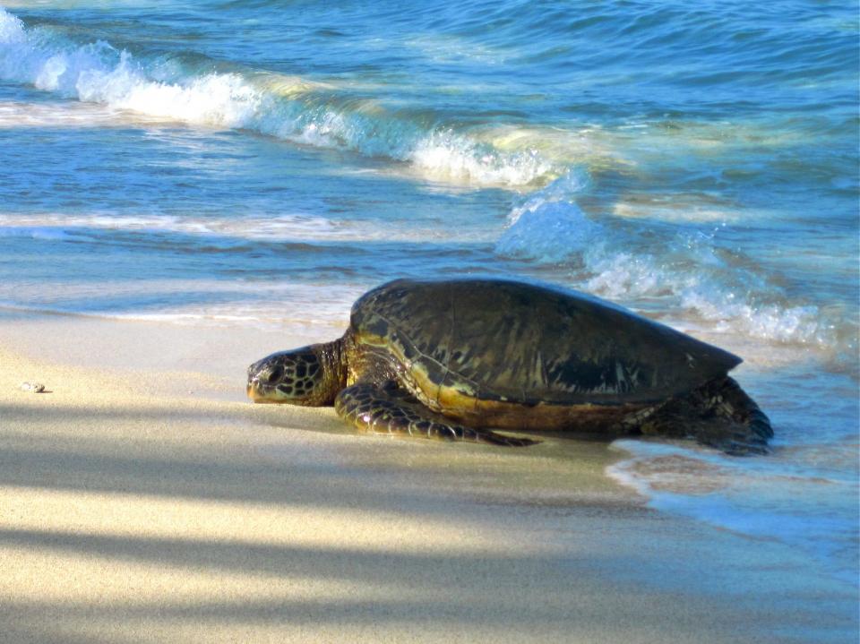 turtle on beach.jpg
