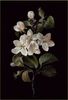 Apple blossom Barbara Dietzsch.jpeg